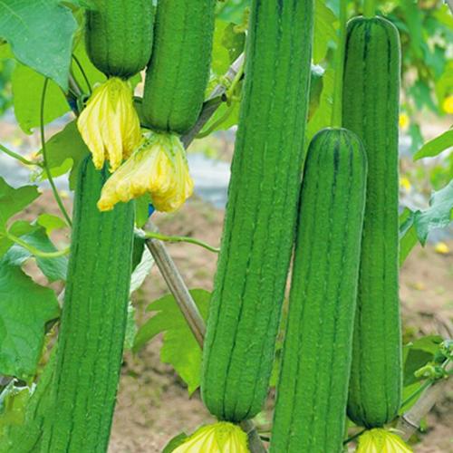 鼎牌優比/三比1/6號肉絲瓜種子 早熟高產、四季可種的優選蔬菜
